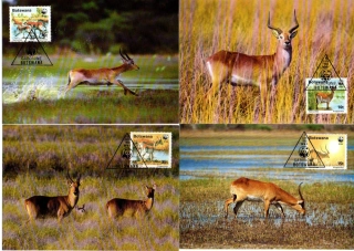 5236 Botswana, CM antilopy