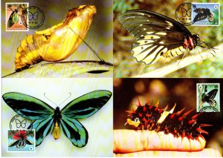 5224 Papua New Guinea, CM WWF