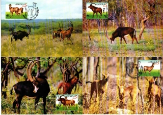 5223 Angola, WWF, CM